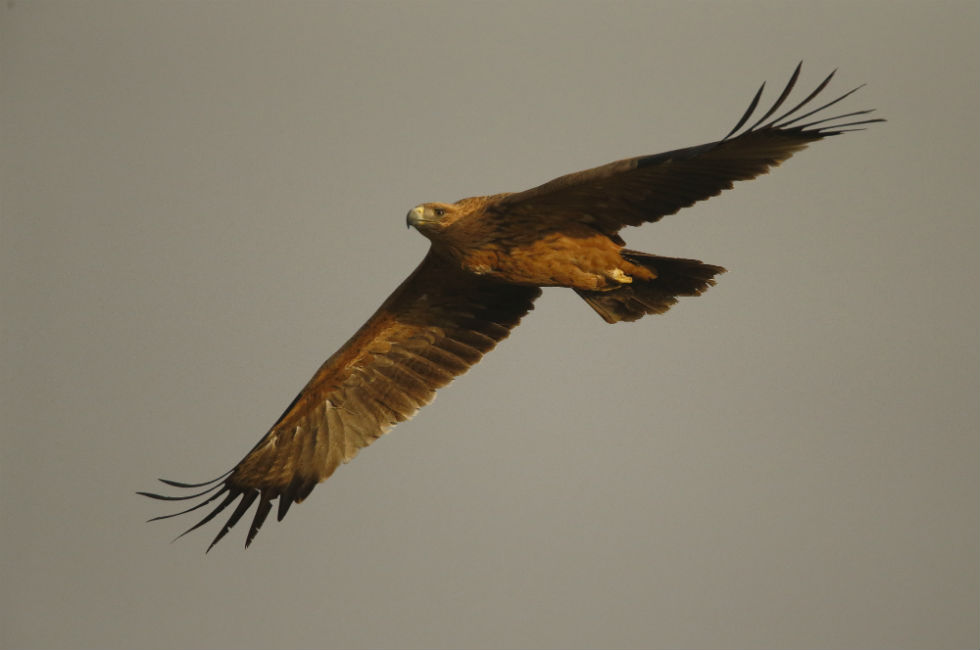 Imagen 10 de la galería de Águila Imperial - Imperial eagle